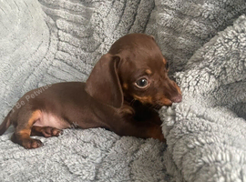 Mini dachshund