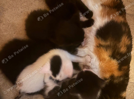 5 beautiful fluffy kittens