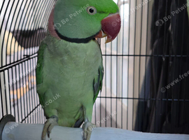 My parrot for sale woth cage
