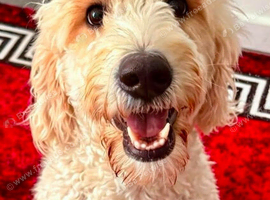 2 BOYS LEFT!! STUNNING GOLDENDOODLE PUPPIES
