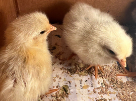 Chicks