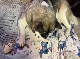 Female Akita
