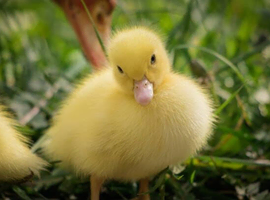 Ducklings / ducks for sale
