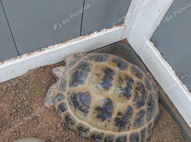 hermann tortoise and full setup