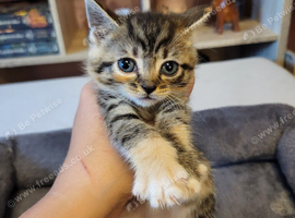 Mix-syberian-british shorthair kittens