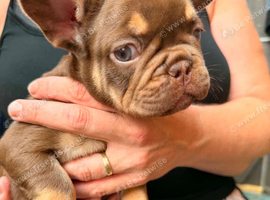 Frenchie girl