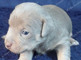LILAC/BLUE and TAN JACK RUSSELL PUPPIES