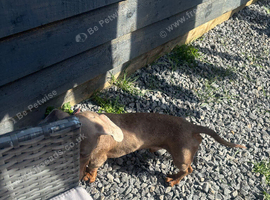 2 mini isabellla dachshund boys