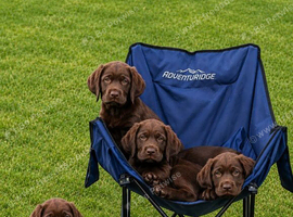 F1B Sprocker Spaniel pups looking for new homes