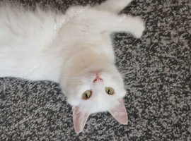 Female cat for rehome turkish angora