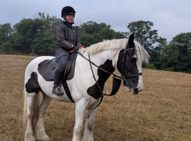 Gorgeous gentle giant cob x