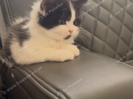 Persian x kittens
