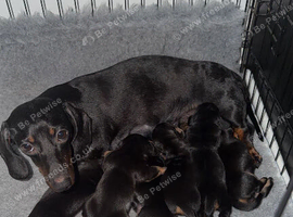 Miniature dachshunds