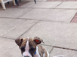 American Bulldog