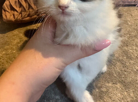 Ragdoll cross kittens for sale (full ragdoll mum) &pound;200