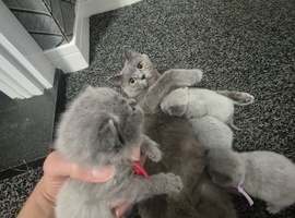 Beautiful lilac kittens