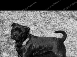 Tillie needs rehoming