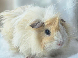 4 MALE guinea pigs No more timewasters!