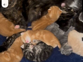 9 beautiful kittens