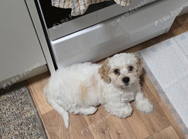 Boy cavachon