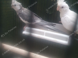 Albino and white face cockatiel