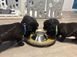 Staffador/ labrastaff pups for sale