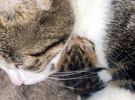Tabby kittens