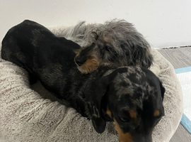 Long haired Dachshund