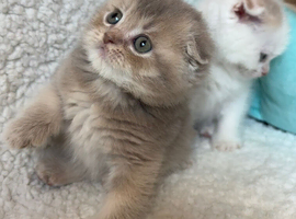 Adorable Scottish Fold Kittens