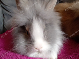 2 fluffy boys of a litter of 4 ready now
