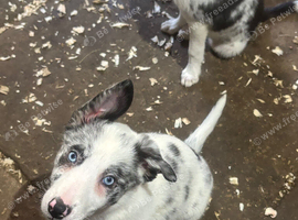 Border Collie pups
