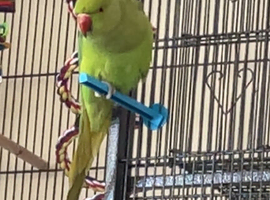 Female Indian ringneck for SALE