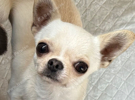 Ultimate micro tiny apple head chihuahua
