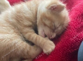 Kittens ready is 5 weeks
