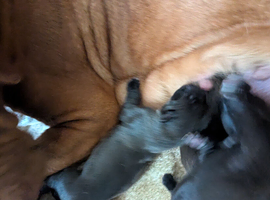 Puppies