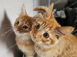 2 beautiful brothers