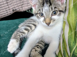 Beautiful tabby kitten
