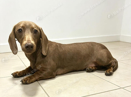 Miniature dachshund lola