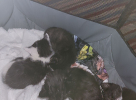 Forever home needed