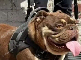 English bull dog bitch