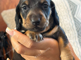 Gorgouse miniture dachshunds