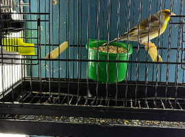 Goldfinch mule