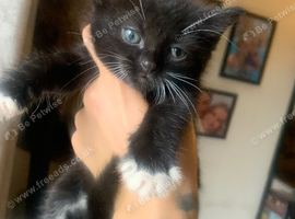 3 kitten&rsquo;s available