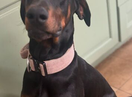 3 year old Doberman for sale