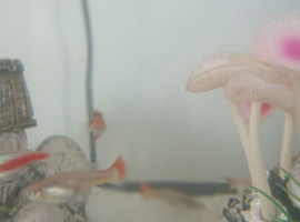 50 guppy fishes for sales