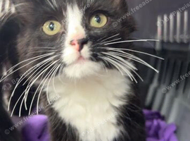 Fluffy maincoon cross kitten