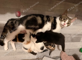 3 gorgeous kittens for sale