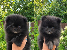Beautiful Black Pomeranian Boys Looking for Loving Homes