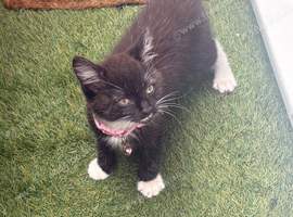 Boy kitten