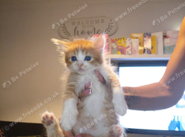 6 beautiful long haired kittens
